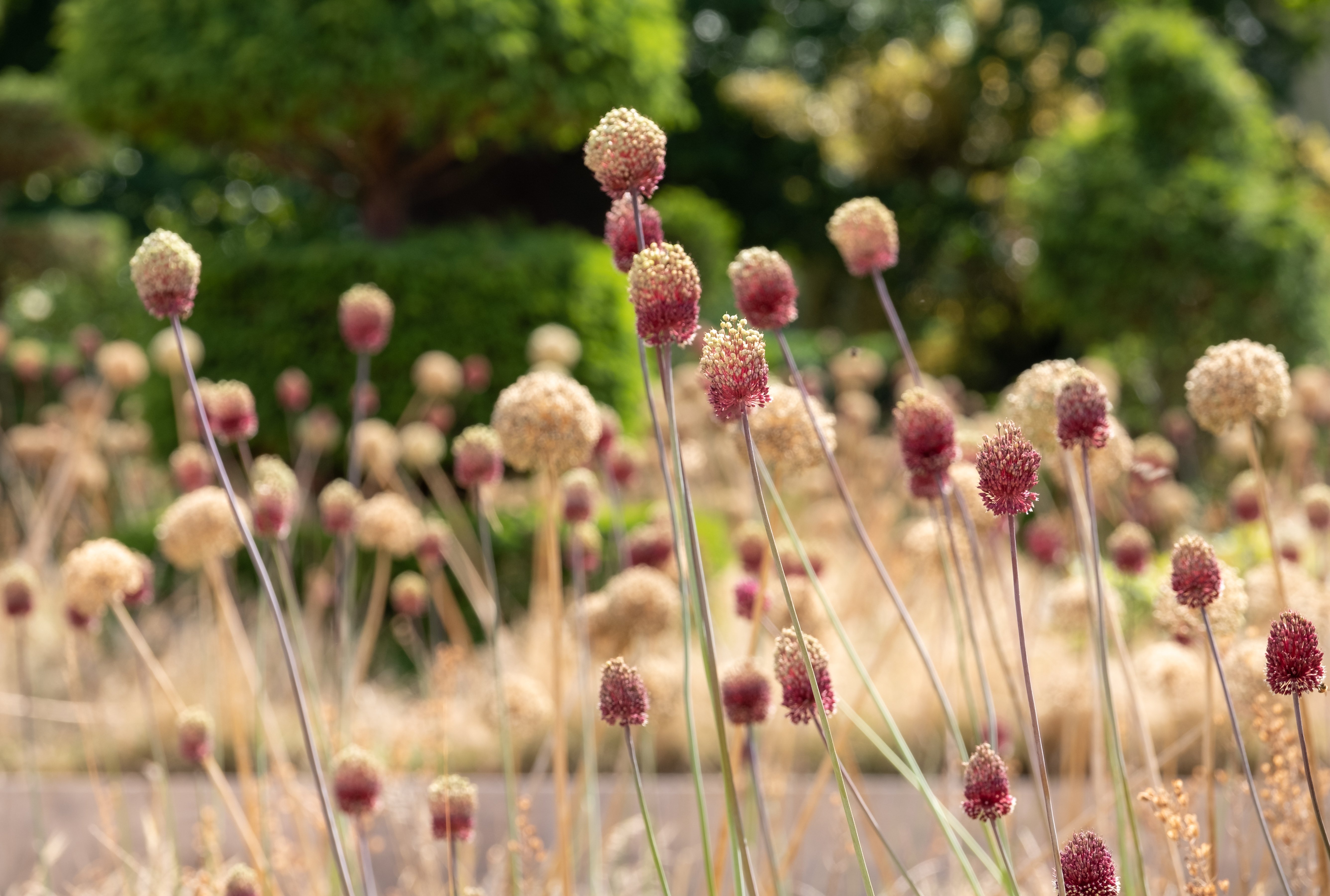 Image of wild flower planting